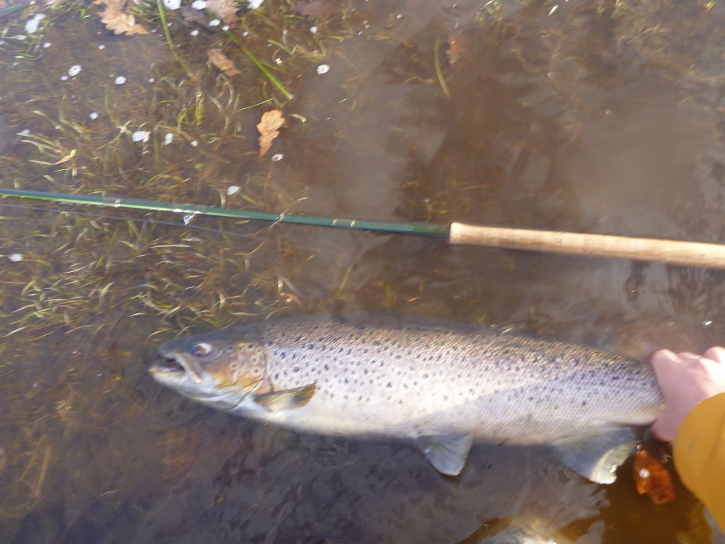 Home Pool och 84cm öring