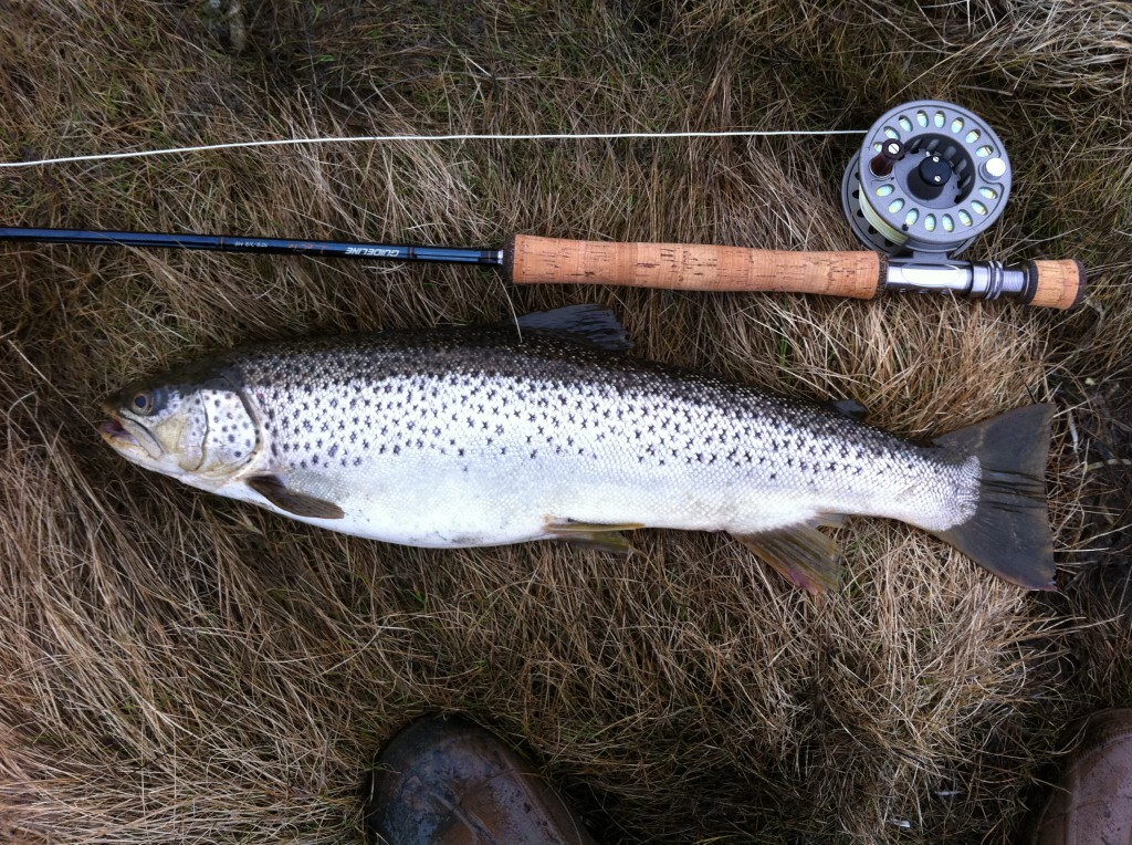 GuideLine för hela slanten idag. LeCie 10´8, gammal Reelmaster & TriCast Lina
