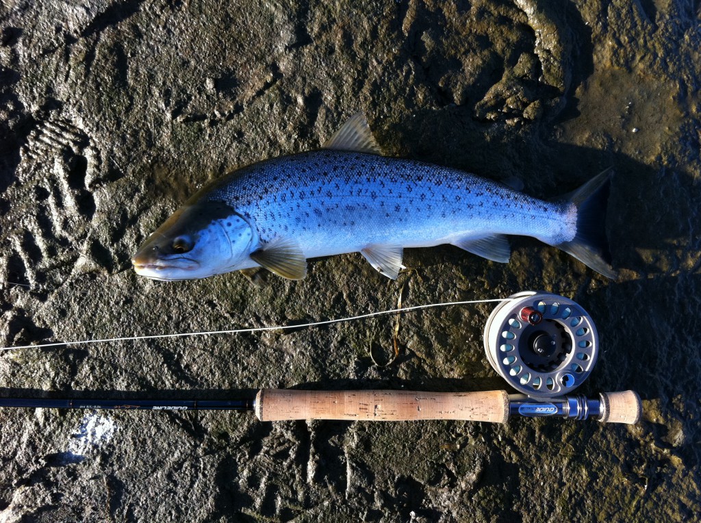 47cm silver återfår friheten efter ett snabbt foto